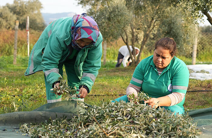 Milas Belediyesi Zeytin Hasadına Başladı