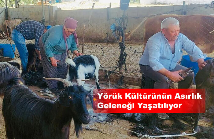 Keçi Kırkımı İmece Usulüyle Gerçekleştirildi
