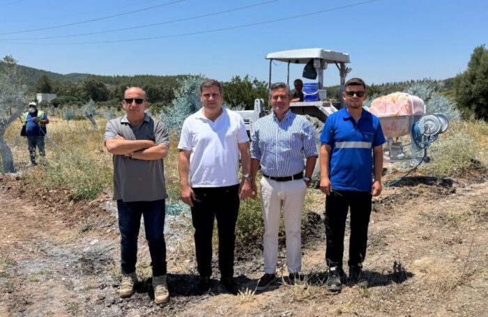 Zeytinler Büyüyor Milas Kazanıyor