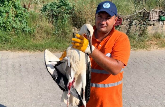 Yaralı Leyleğe Şefkat Eli!