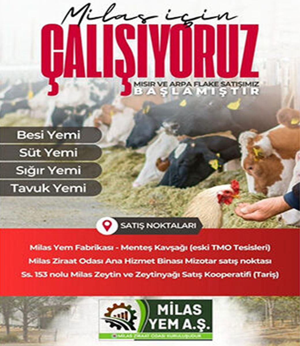 ULUSLARARASI MİLAS ZEYTİN, ZEYTİNYAĞI VE TURİZM FESTİVALİ BAŞLIYOR